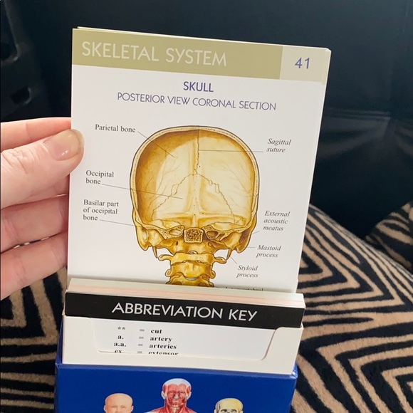 Anatomy flash cards - Picture 5 of 5